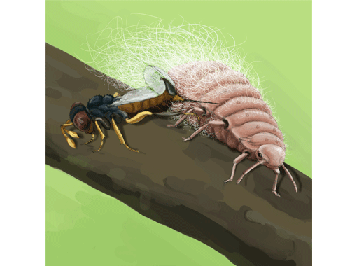Blutlaus Eriosoma lanigerum Zehrwespe Aphelinus mali wissenschaftliche Illustration Nützling Conception :: Beneficial insects vs. pests woolly apple aphid